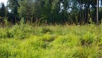 les paseka glade-1729957 1280